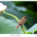 참새