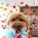 블링블링슈가 이미지