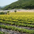 토손이농원