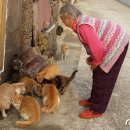 두나펫 코리아 이미지