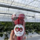 서준농장 | 파주 딸기당 딸기체험농장 딸기체험부터 보틀케이크만들기 체험까지 내돈내산 솔직평