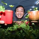 클로버농장 이미지