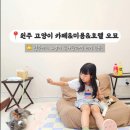 오묘고양이카페&호텔&미용 | 원주고양이카페 추천 – 고양이 미용부터 호텔까지 가능한 오묘 솔직 후기
