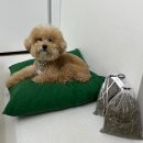 강아지 키우는 집 향기 관리, 타샤의 작업실 허브 파우치 허브 스머지 스틱 후기
