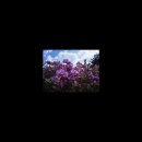 현역가왕2 대구콘서트 &amp; 꽂 이미지