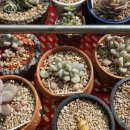 거해농장 이미지