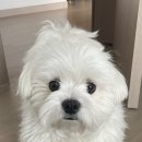 살롱드 댕댕 이미지