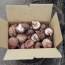 흰돌농장 이미지