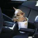 꼬마강아지 이미지