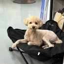 퍼피모리 이미지