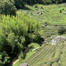 도심다원 이미지