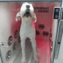 왕왕애견샵 이미지