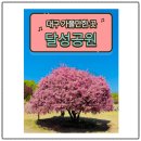 해당화 | 📍 대구 가볼만한 곳 🌸 달성공원 서부해당화 대박 후기