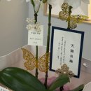 새람 | 광주 상견례 센스있는 선물 추천, 뀨롱떡방 바람떡 & 애플로라꽃집 서양란 내돈내산 후기