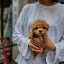 천사 애견 이미지