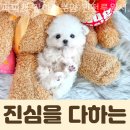 퍼피캣 강아지분양 인천루원시티점 이미지