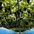 이석구농장 이미지