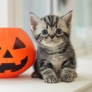 연제구-045 | 부산고양이분양 아메리칸숏헤어 분양한 미유펫 후기