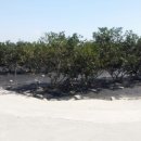 강화섬농장 이미지