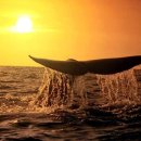 고래의 꿈 이미지