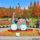 양산누리길 | 부산 화명수목원 메타세쿼이아 낙우송 대천천누리길 가을 단풍 명소 상황 주차장