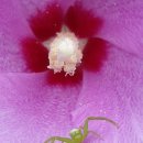 부용슈퍼 이미지