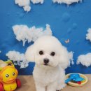 뽀송 애견미용 이미지