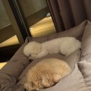 골드앤골드 | 소노펫클럽앤리조트 골드 객실 비발디파크 이용후기