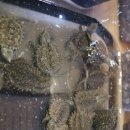 헬로우렙타일 | Korea reptile show(코리아 렙타일 쇼) 후기 4편