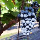 성원농산 이미지