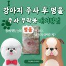 한얼동물병원 | 강아지 주사 부작용 주사 멍 멍울 대처 방법