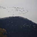 경안천습지공원 새들의 군무(장관에 감동) 이미지