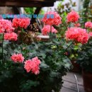 블루마리 이미지