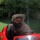 공주네 펫시터 이미지