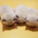 나비캐터리 이미지