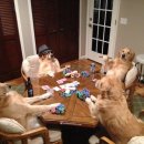 (주)견공 이미지