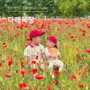 청주 아이와 가볼만한 곳, 다래목장 양귀비 명소 추천