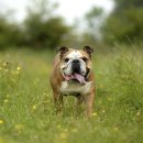 츄츄 동물병원 이미지