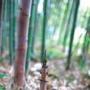 대숲향기 이미지