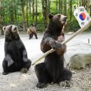 태극야식 이미지