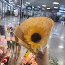 시나플라워 이미지