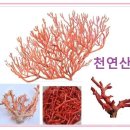 14k 천연 핑크산호 진주 금볼팔찌 이미지