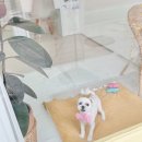 룰루랄라 애견미용실 이미지