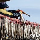 영농조합법인 대관령눈마을황태 이미지