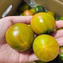 한진농장 | 농라 경민농장 짭짤이 대저 토마토 후기