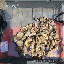 안면도덤앤더머 이미지