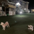 퍼피스테이 온수수영장 애견펜션 네이버블로그