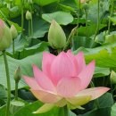 울미연꽃마을 이미지