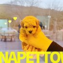 파주켄넬 이미지