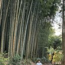 영원작은도서관 | 일본 사가 여행 후기 — 코엑스 별마당의 모델 ‘다케오시 도서관’과 영화 속 장면 같은 ‘다케오 신사...